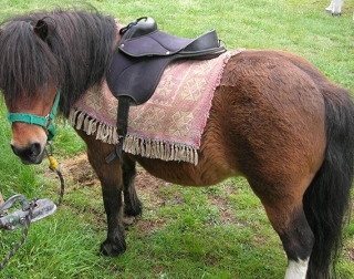  Little pony for riding children 